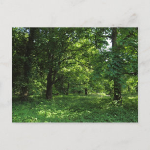 Spring in the Woods 01 Postcard