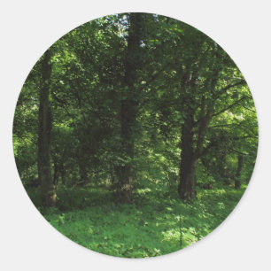 Spring in the Woods 02 Classic Round Sticker