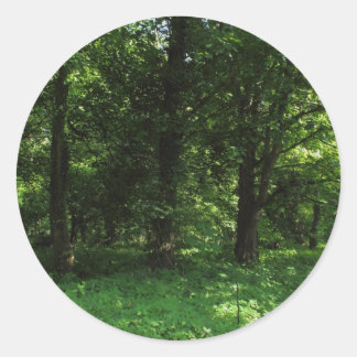 Spring in the Woods 02 Classic Round Sticker