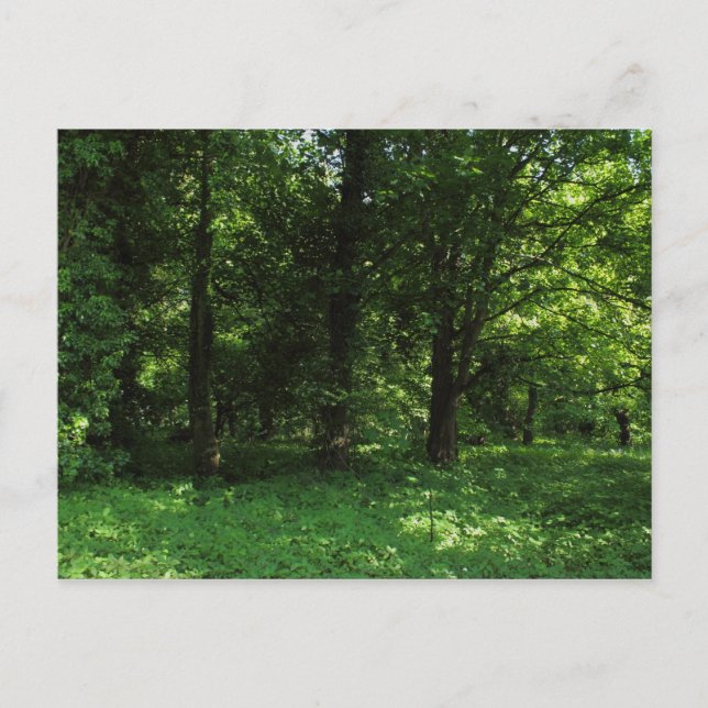 Spring in the Woods 02 Postcard (Front)