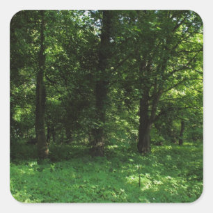 Spring in the Woods 02 Square Sticker