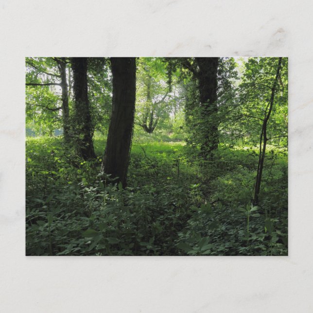 Spring in the Woods 04 Postcard (Front)