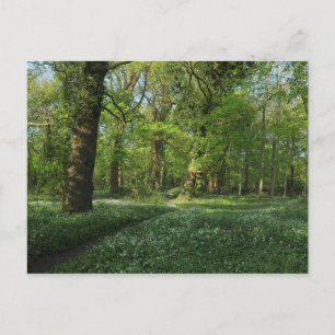 Spring in the Woods, Bute Park, Cardiff Postcard