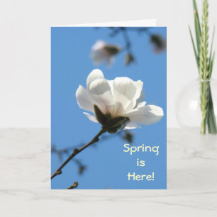 Spring is Here! Greeting Cards White Magnolia Tree