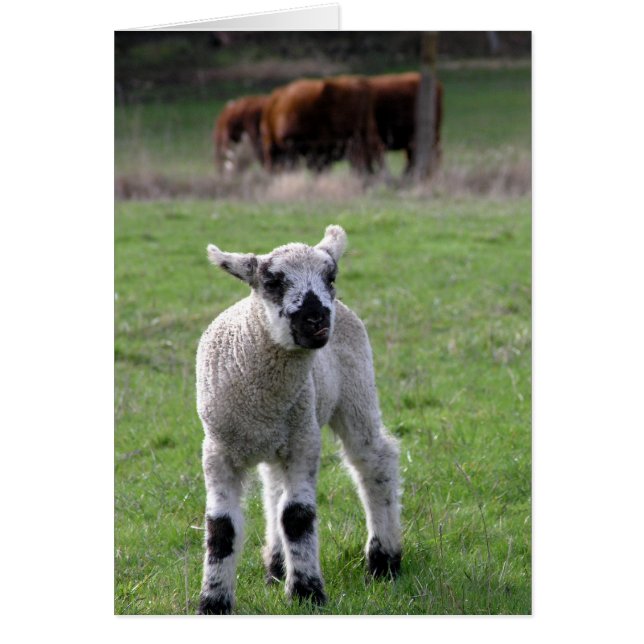 Spring lamb (Devant)