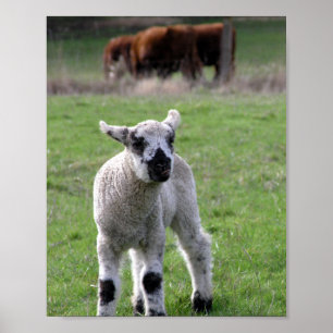 Spring Lamb - Fine Art Prints