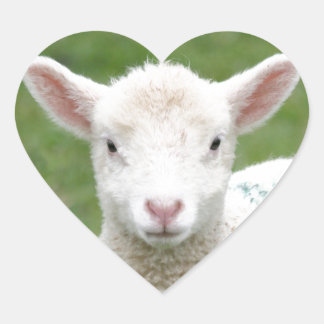 Spring Lambs Heart Sticker