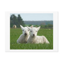 Spring Lambs