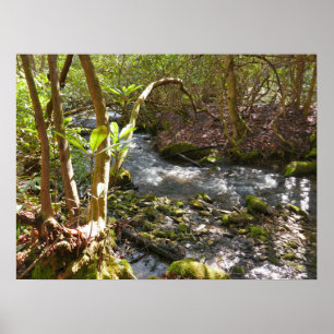 Spring Leaves at the Little Pigeon River Poster