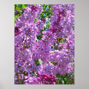 Spring Lilacs Poster
