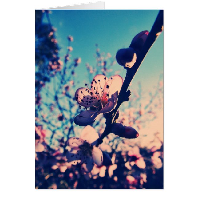 Spring Lomo Blossoms Card (Front)