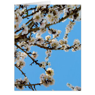 Spring Love Blossoms,