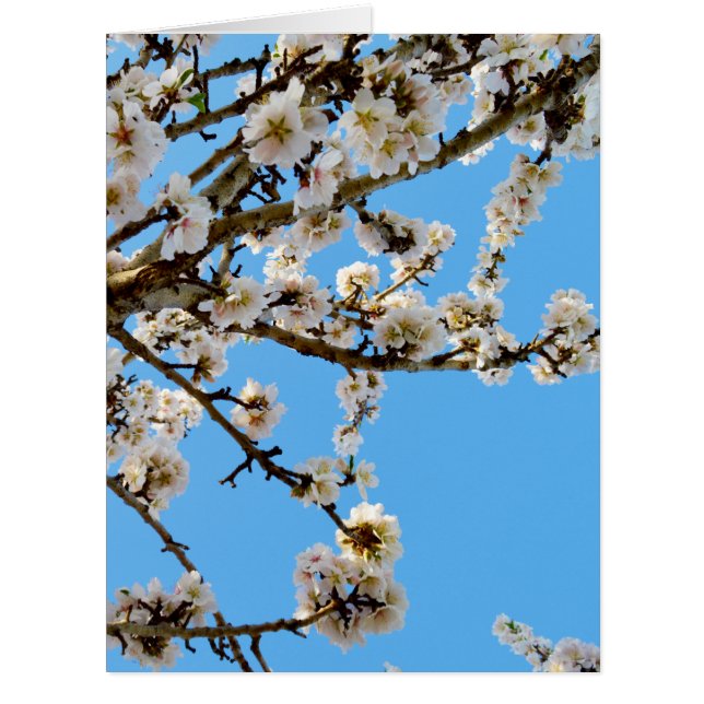 Spring Love Blossoms, (Front)