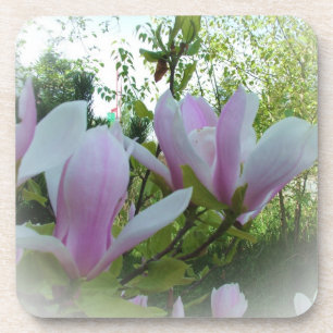 spring magnolia flowers coaster