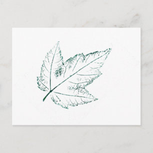 "Spring Maple" Country Roads Postcard