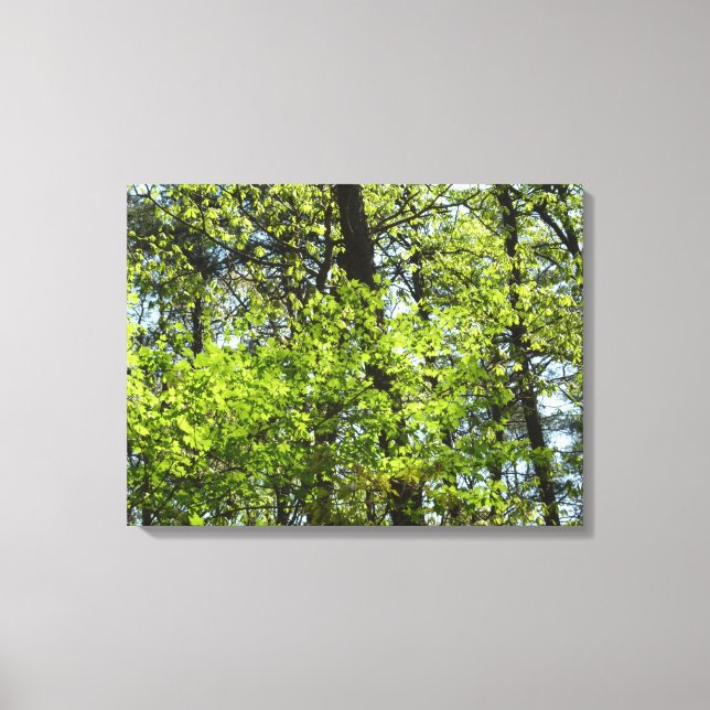 Spring Maple Leaves Nature Canvas Print (Front)
