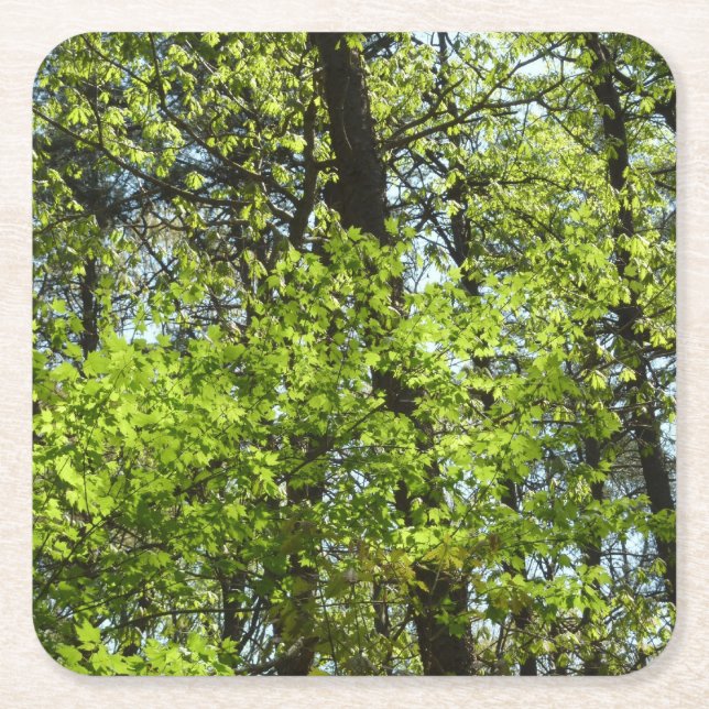 Spring Maple Leaves Nature Square Paper Coaster (Front)