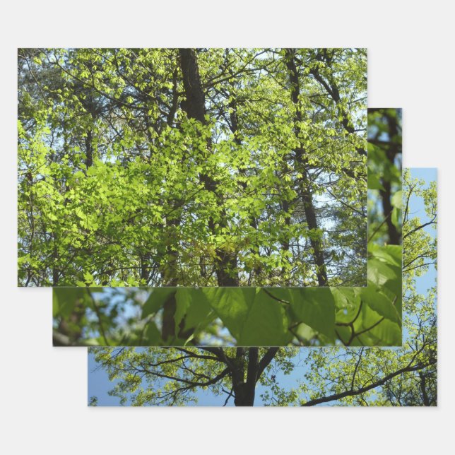 Spring Maple Leaves Nature Wrapping Paper Sheet (Set)