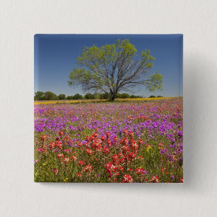 Spring mesquite trees growing in wildflowers, 2 inch square button