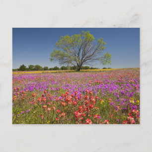 Spring mesquite trees growing in wildflowers, postcard