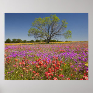 Spring mesquite trees growing in wildflowers, poster