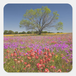 Spring mesquite trees growing in wildflowers, square sticker