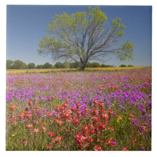 Spring mesquite trees growing in wildflowers, tile