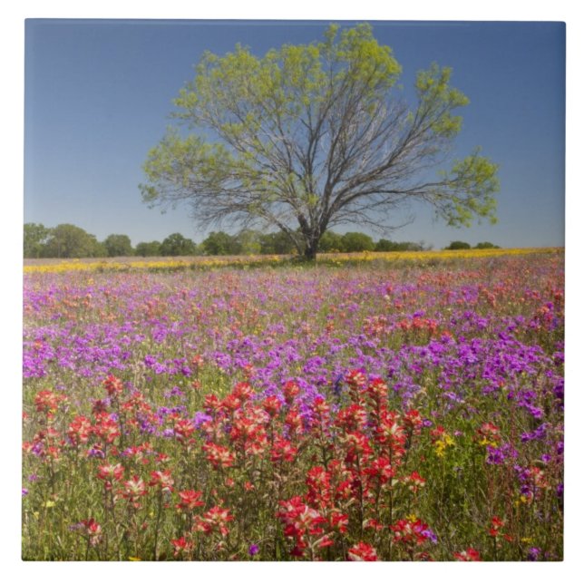 Spring mesquite trees growing in wildflowers, tile (Front)