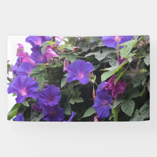 Spring Morning Glories in Blue Banner (Horizontal)