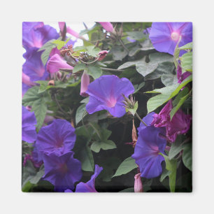 Spring Morning Glories in Blue Magnet