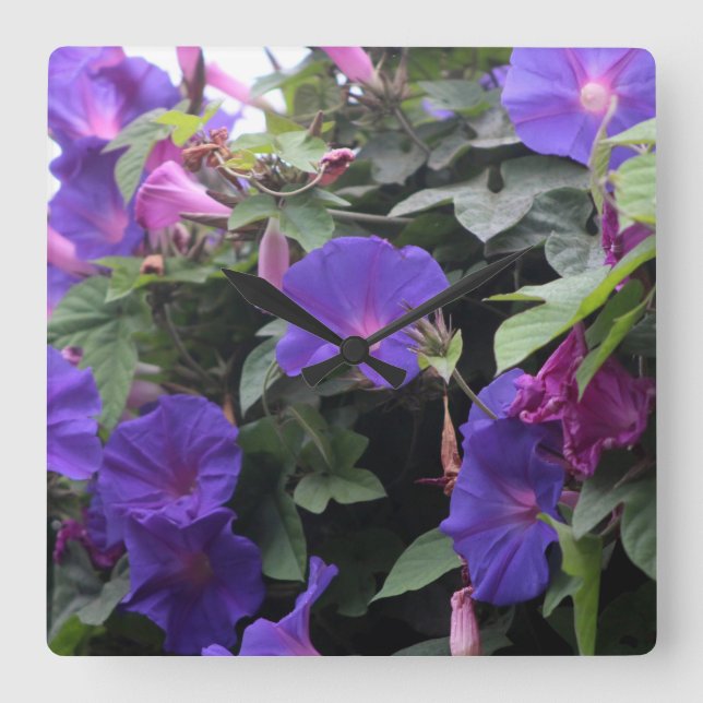 Spring Morning Glories in Blue Square Wall Clock (Front)