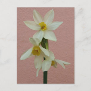 Spring Narcissus Postcard