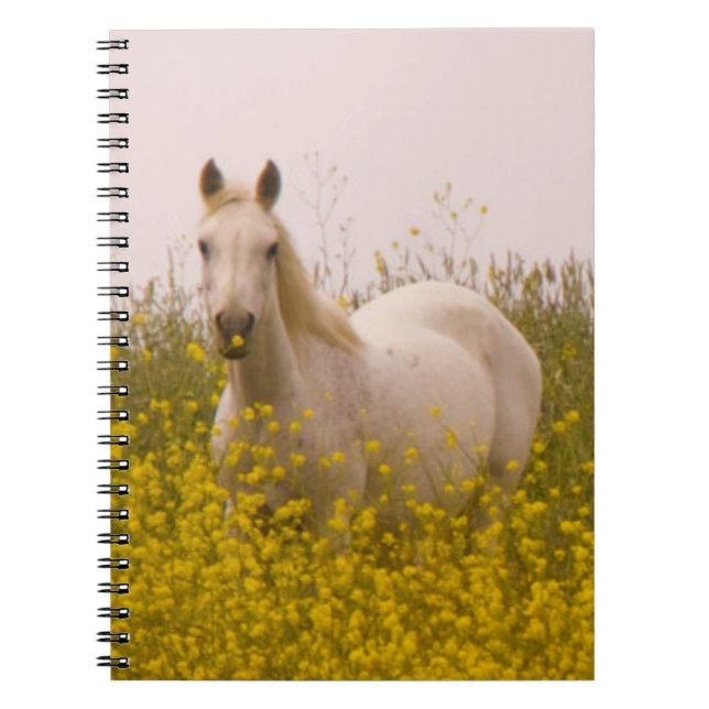 Spring Notebook (Front)