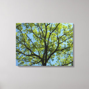 Spring Oak Tree Vibrant Nature Canvas Print