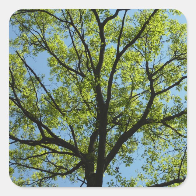 Spring Oak Tree Vibrant Nature Square Sticker (Front)