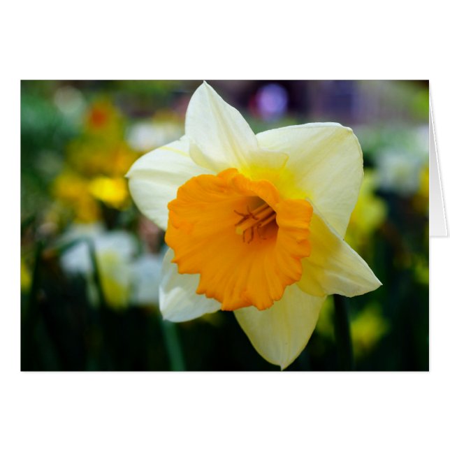 Spring of Beauty (Front Horizontal)