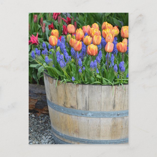Spring orange tulip planter print postcard (Front)