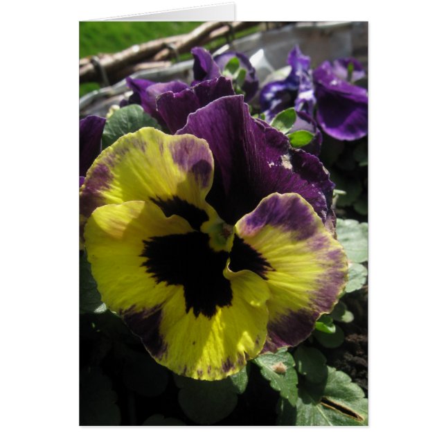 Spring Pansy (Front)