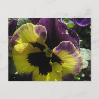 Spring Pansy Postcard