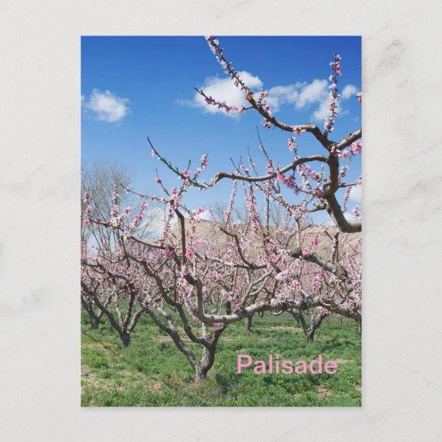 Spring Peach Orchard in Palisade Travel Postcard (Front)