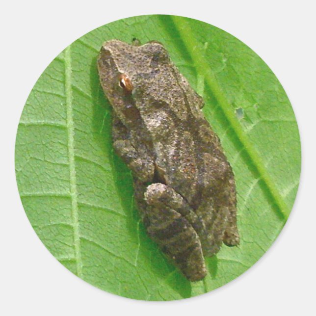 Spring Peeper (Pseudacris crucifer) Treefrog Items Classic Round Sticker (Front)