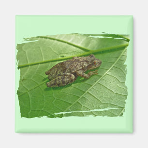 Spring Peeper (Pseudacris crucifer) Treefrog Items Magnet