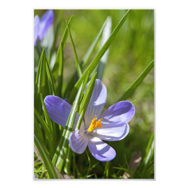 Spring Photo Print (Front)