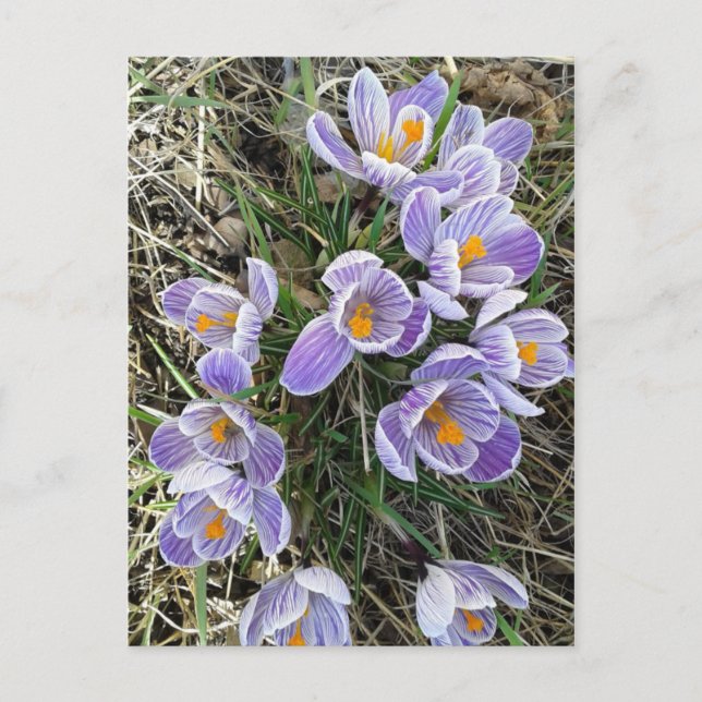 Spring Pickwick Dutch Crocus Flowers Postcard (Front)
