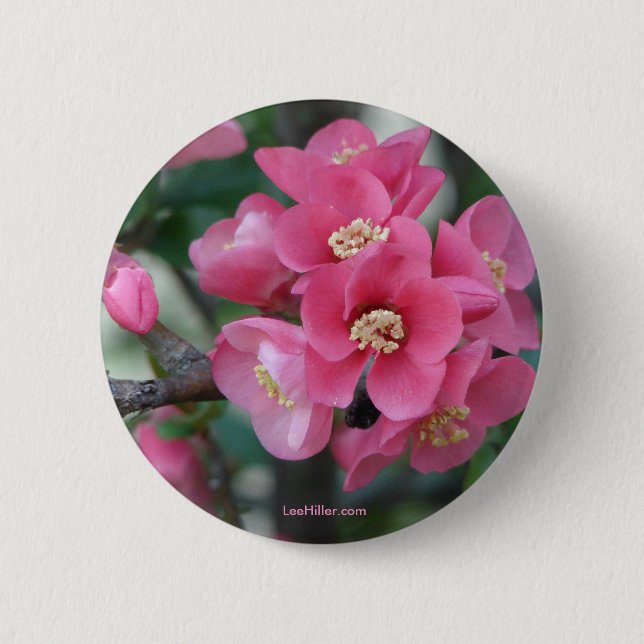 Spring Pink Blooming Flowering Quince 2 Inch Round Button (Front)