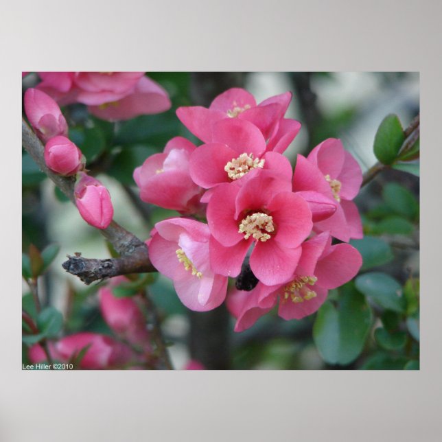 Spring Pink Blooming Flowering Quince Poster (Front)