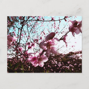 Spring Pink Blossoms Flowers Postcard