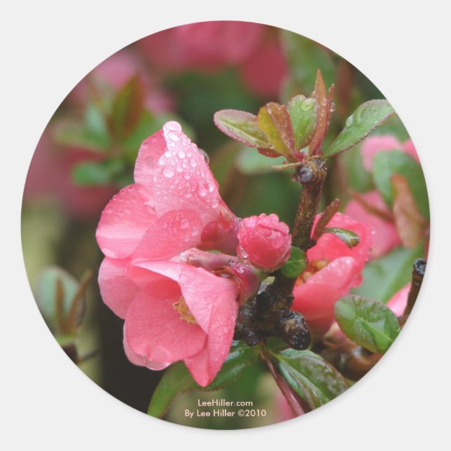 Spring Pink Flowering Quince Classic Round Sticker (Front)