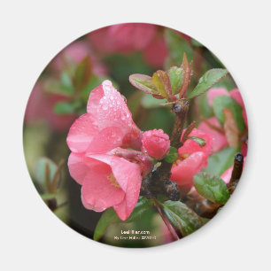 Spring Pink Flowering Quince Magnet