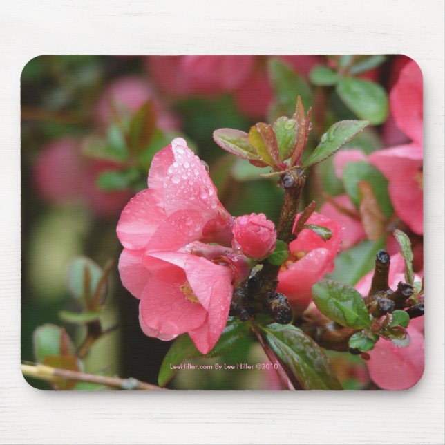 Spring Pink Flowering Quince Mouse Pad (Front)
